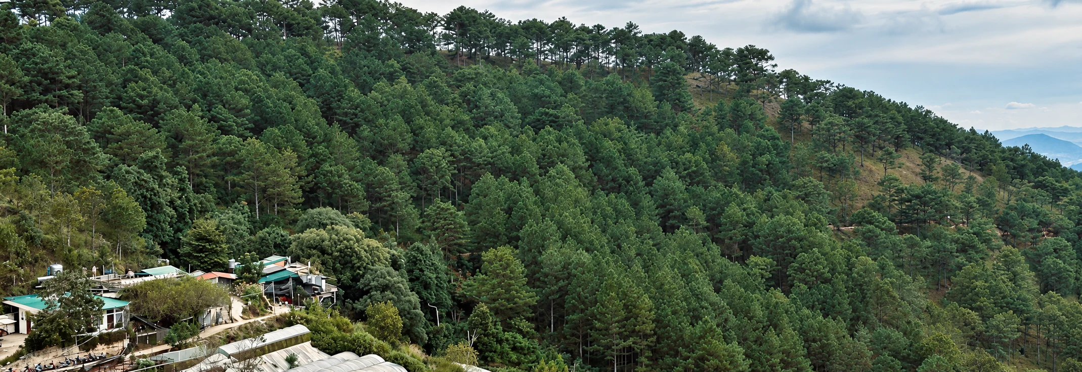 Forest landscape with trees and vegetation