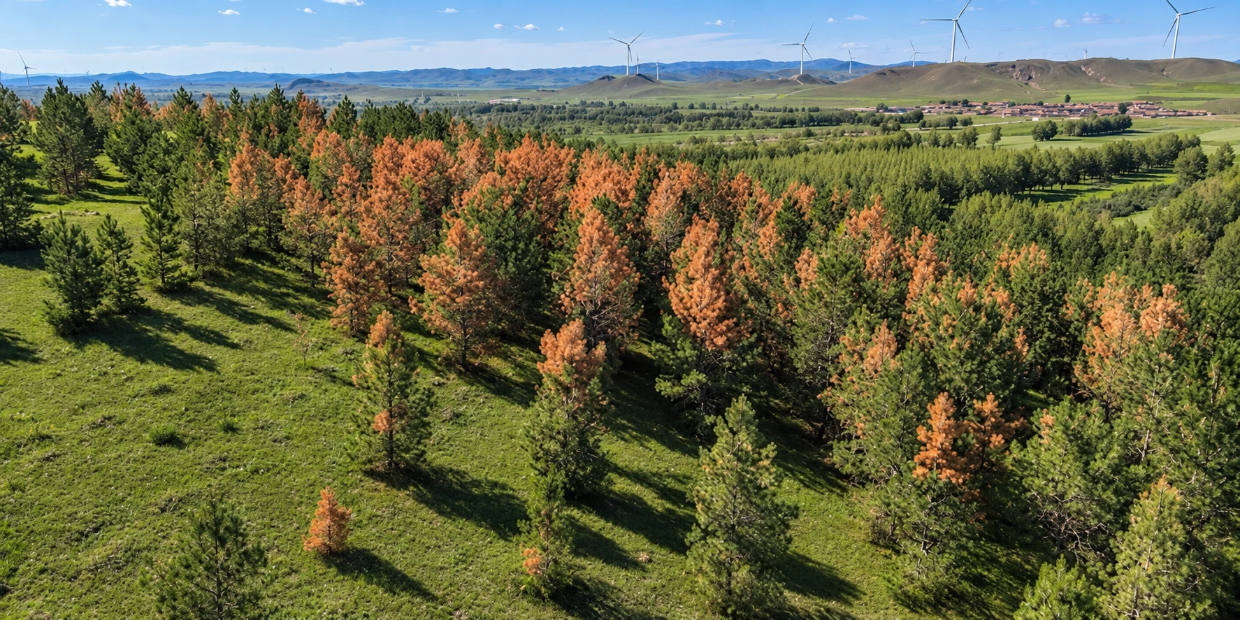 Forest landscape with trees and vegetation